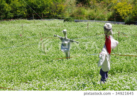 Buckwheat field 34921645