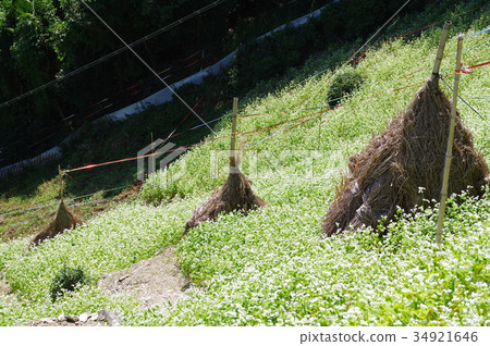 Buckwheat field 34921646