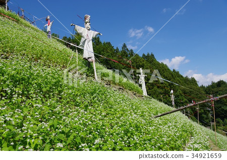 Buckwheat field 34921659