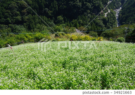 Buckwheat field 34921663