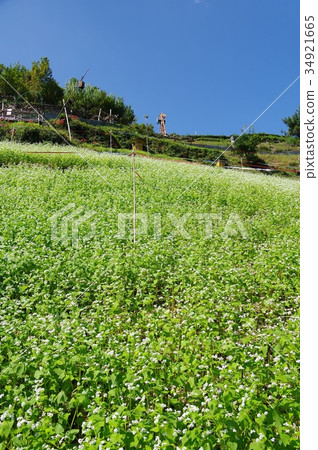 Buckwheat field Buckwheat field 34921665