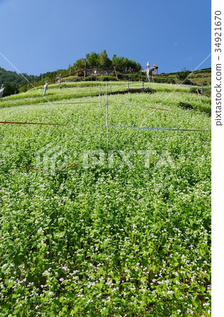 Buckwheat field Buckwheat field 34921670