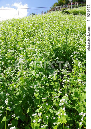 Buckwheat field 34921671
