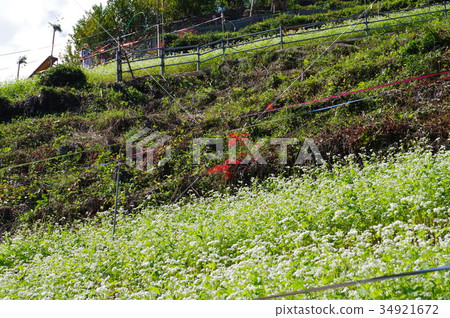 Buckwheat field Buckwheat field 34921672