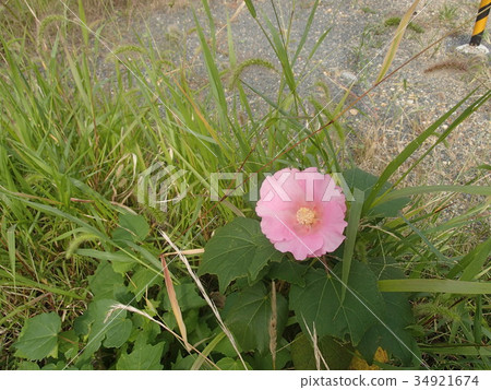 Satoyama Satoyama 34921674