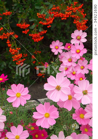 Cosmos and the fruit of the southern sky 34921690