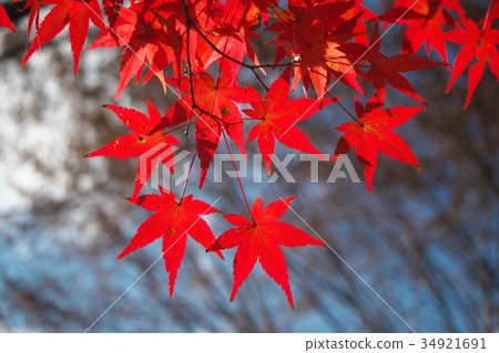 Autumn leaves 34921691