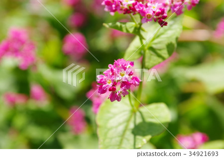 紅蕎麥麵 紅蕎麥麵 34921693