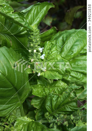 Lettuce basil flower spike Lettuce basil flower spike 34921838