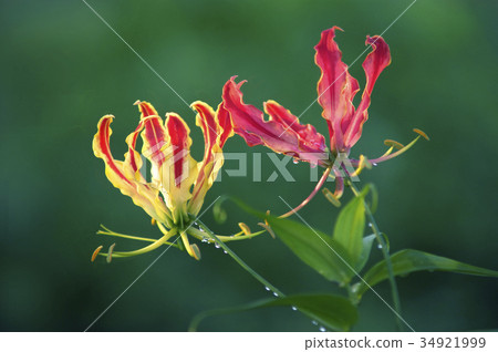 雙色Gloriosa 34921999