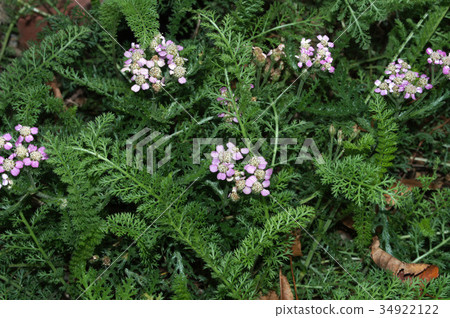 Common whites Common whites 34922122