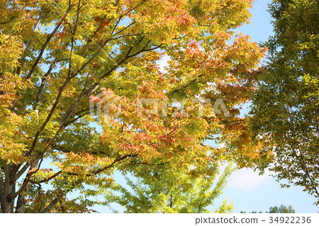 Zelkova colored leaves 34922236
