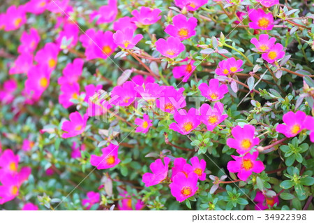 Porchula flower Porchula flower 34922398