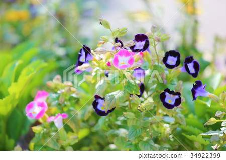 Torenia flowers Torenia flowers 34922399
