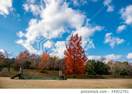 Mie Prefectural Forest Red wood tree and playground equipment 34922701
