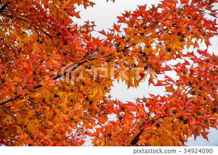 Mie Prefectural Forest Red Fu Tree Fu Fruit Mie Prefectural Forest Red Fu Tree Fu Fruit 34924090