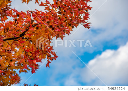 三重縣立森林紅福樹福果 34924224