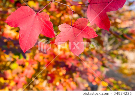 三重縣立森林紅芙樹福葉 34924225