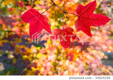 三重縣立森林紅芙樹福葉 34924289