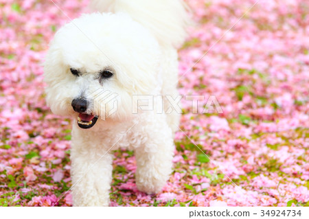 是花瓣地毯♪ 是花瓣地毯♪ 34924734