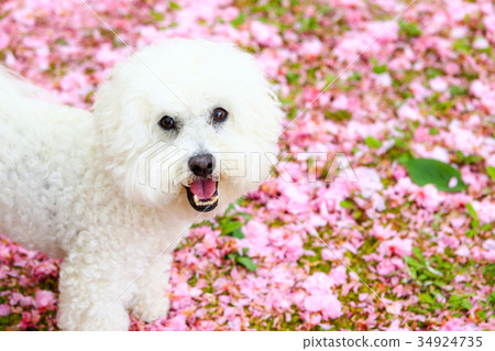 是花瓣地毯♪ 是花瓣地毯♪ 34924735