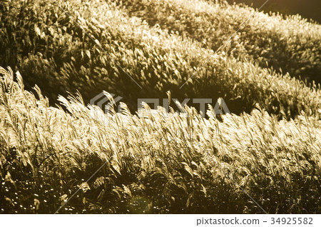 Sengokuhara Susuki Prairie 34925582