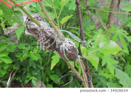 graft on tree branches The propagation in garden 34926634