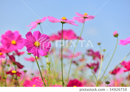 Cosmos flowers 34926738