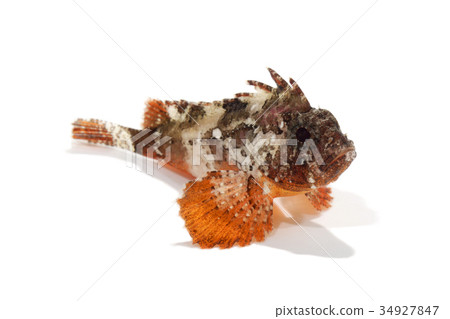 Haokoze Haokoze 34927847