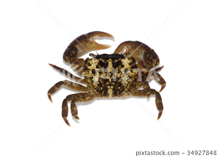 Hirai Sogani 34927848