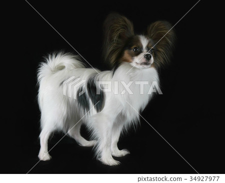 Beautiful young male dog Continental Toy Spaniel Beautiful young male dog Continental Toy Spaniel 34927977