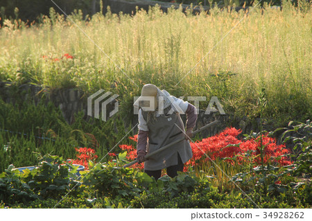 Autumn farm work 34928262