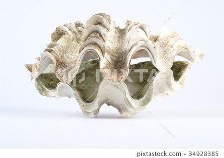 Giant white clam shell  34928385