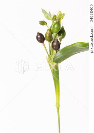 Juzudama 34928409