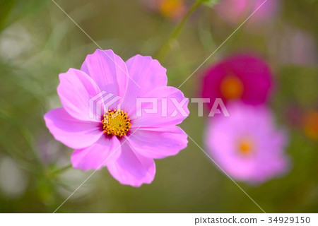 Pink cosmos flowers Pink cosmos flowers 34929150