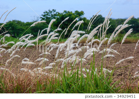 Close up grass flower 34929451