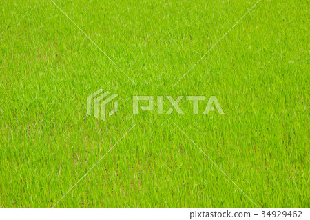 paddy rice in field 34929462