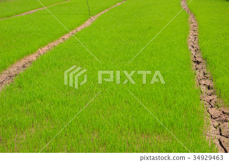 paddy rice in field 34929463