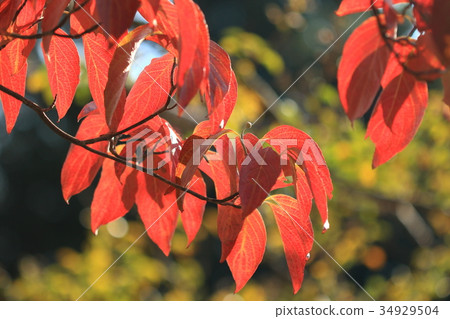 Nature plants dogwood, autumn leaves. There is an impression that becomes red very early 34929504