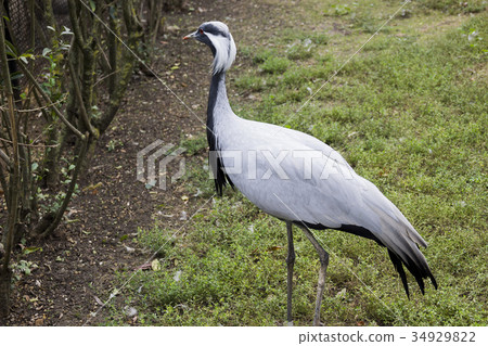 demoiselle crane (Grus virgo) demoiselle crane (Grus virgo) 34929822