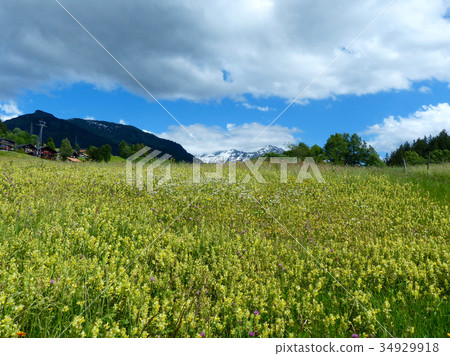 Hasliberg風景與黃色花田的 34929918