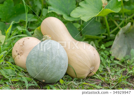 葫蘆形南瓜 34929947