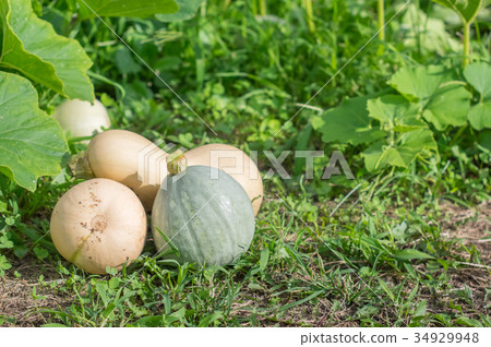 Gourd-shaped pumpkin Gourd-shaped pumpkin 34929948