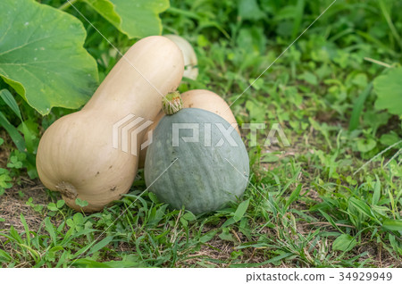 Gourd-shaped pumpkin Gourd-shaped pumpkin 34929949