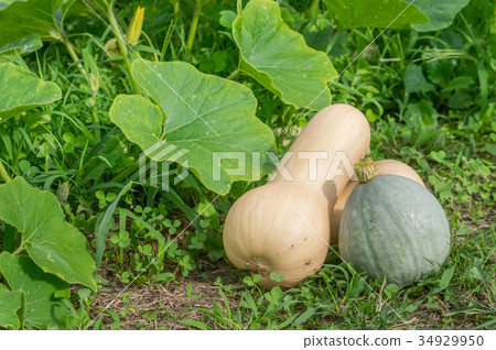 Gourd-shaped pumpkin Gourd-shaped pumpkin 34929950