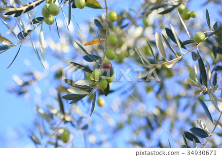 Olive fruit 34930671