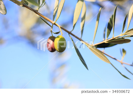 Olive fruit 34930672