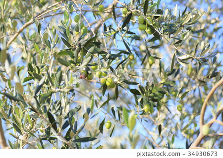 Olive fruit 34930673