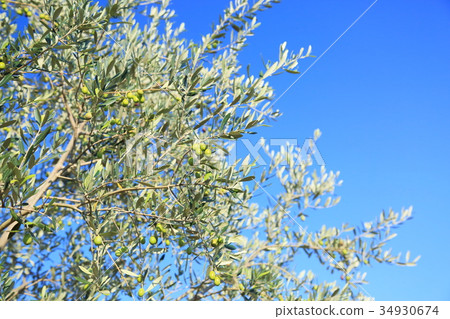 Olive fruit 34930674