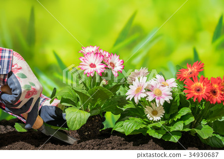 Gardening gerbera flower Gardening gerbera flower 34930687